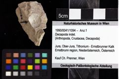 Foto (Objket + Etiketten) von Decapoda indet. 